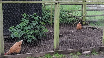 Chickens