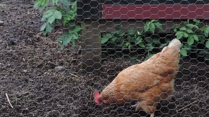 Chicken