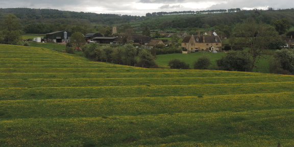 Buttercups