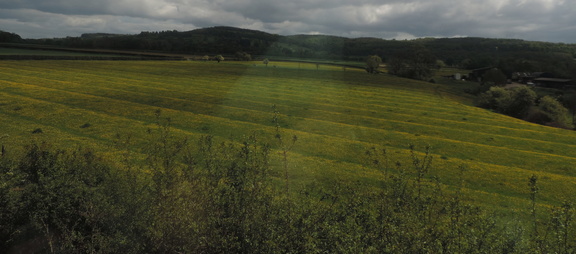 Buttercups