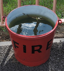 Murky bucket