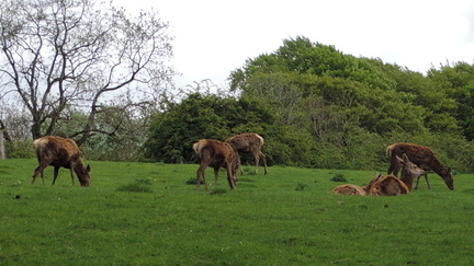 Deer