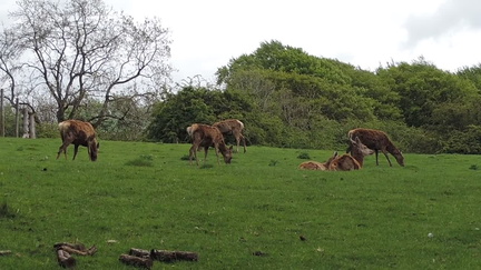 Deer
