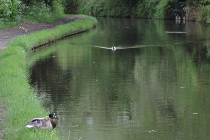 Ducks