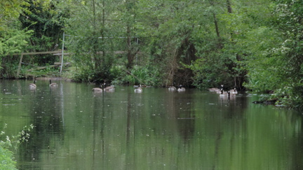 Geese