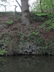 Roots