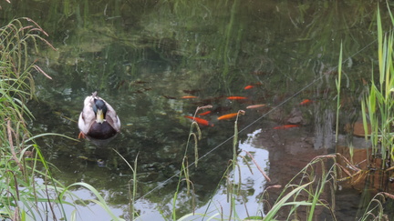 Pond
