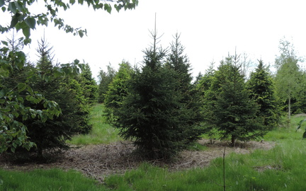 Christmas trees