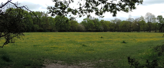 Field