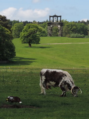 Cow, calf and arch