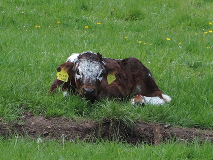 Calf