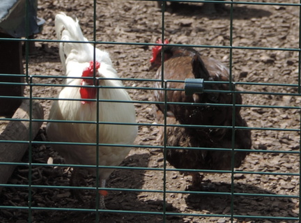 Chickens