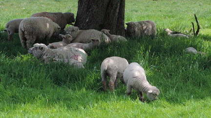 Sheep