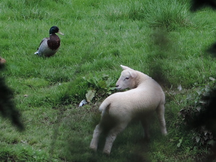 Lamb and duck