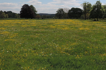 Field