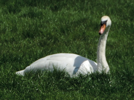 Swan