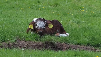 Calf