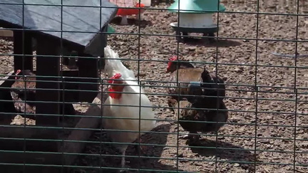 Chickens