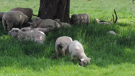 Sheep