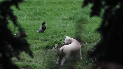 Lamb and ducks