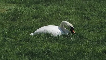 Swan