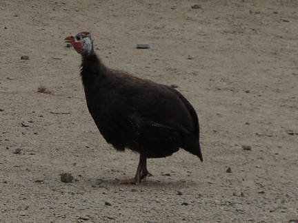 Guinea Fowl