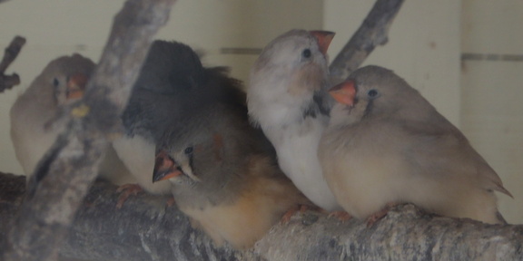 Canaries
