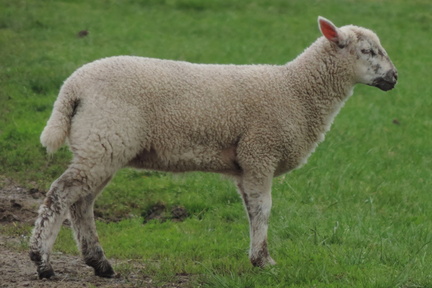 Sheep