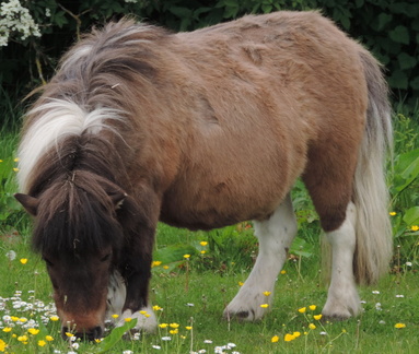 Pony