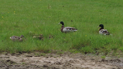 Ducks