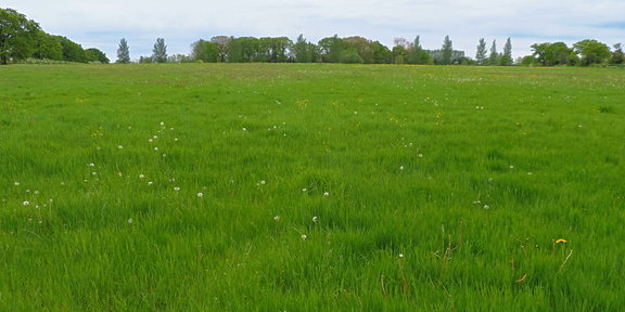 Field