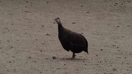 Guinea Fowl
