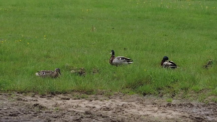 Ducks