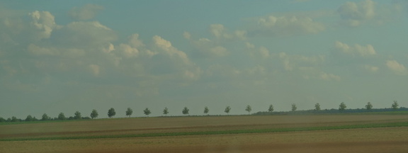 Trees