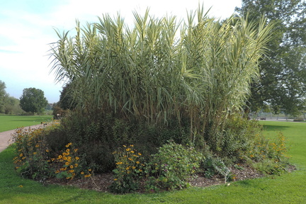 Flower bed