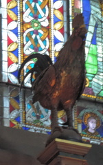 Cockerel