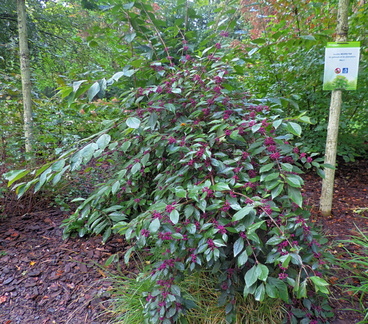Purple berries