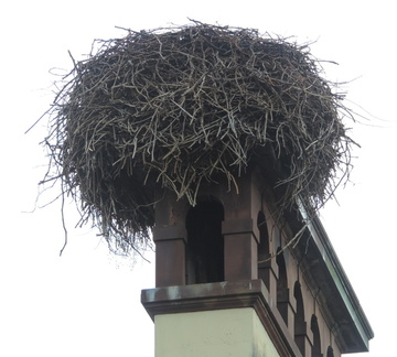 Nest
