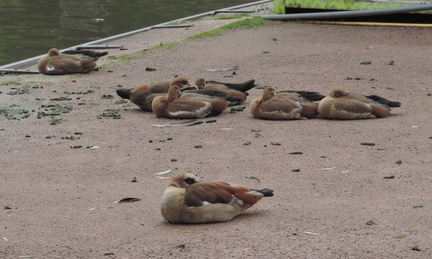 Geese