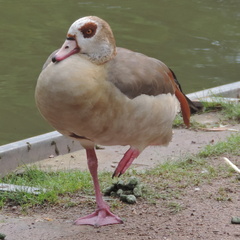 Goose