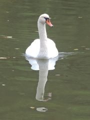Swan