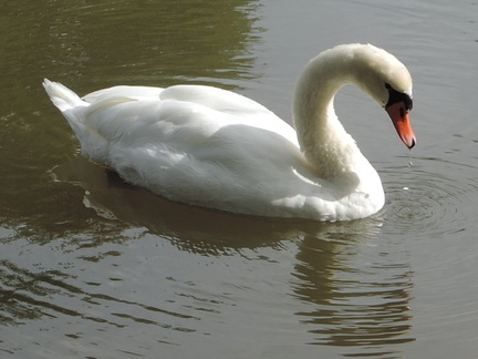 Swan