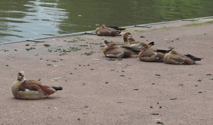 Geese