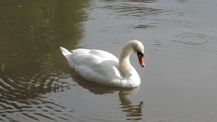Swan