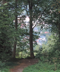 Through the trees