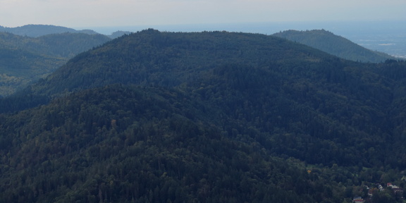 Forest