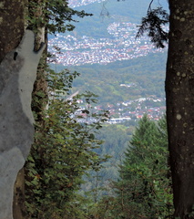 Through the trees