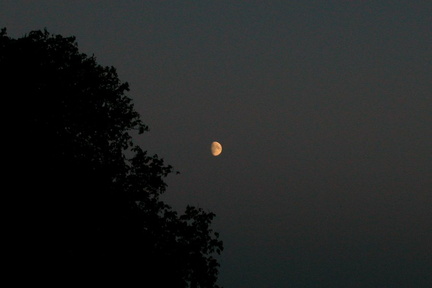 Moon above the tree