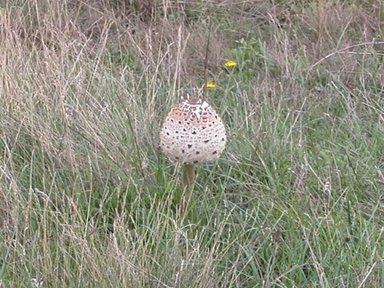 Toadstool