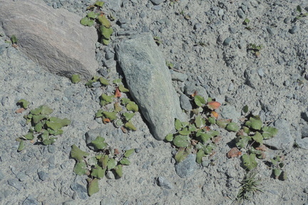 Plants